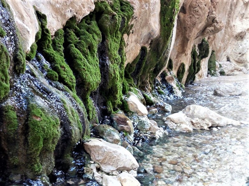 ریزش آب از دیواره های خزه بسته چشمه مرتضی علی، منبع عکس: گوگل مپ، عکاس: E Gramifar