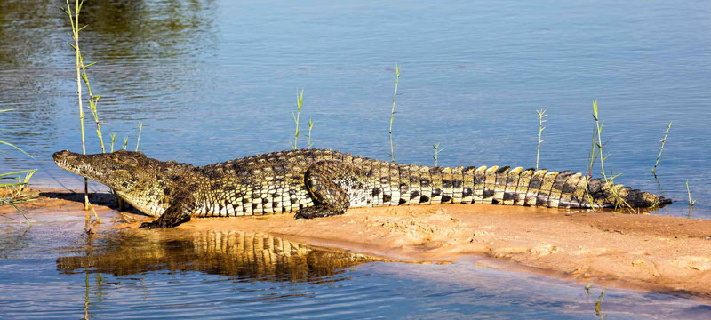 تمساح نیل؛ منبع عکس: Safari Bookings