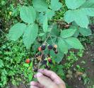 میوه‌های جنگلی بلیران؛ منبع عکس: ویکی لاک؛ عکاس: omidsalimi98