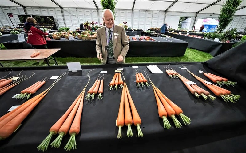 قضاوت درباره انواع هویج