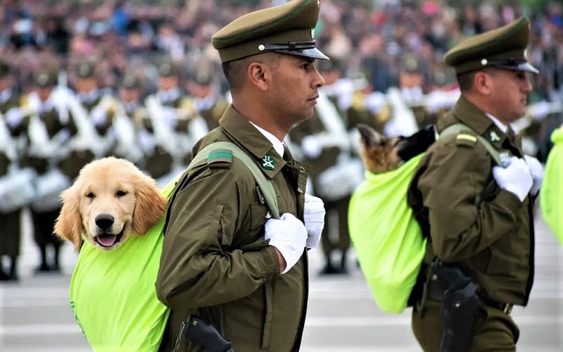 نظامیان در حال حمل سگ