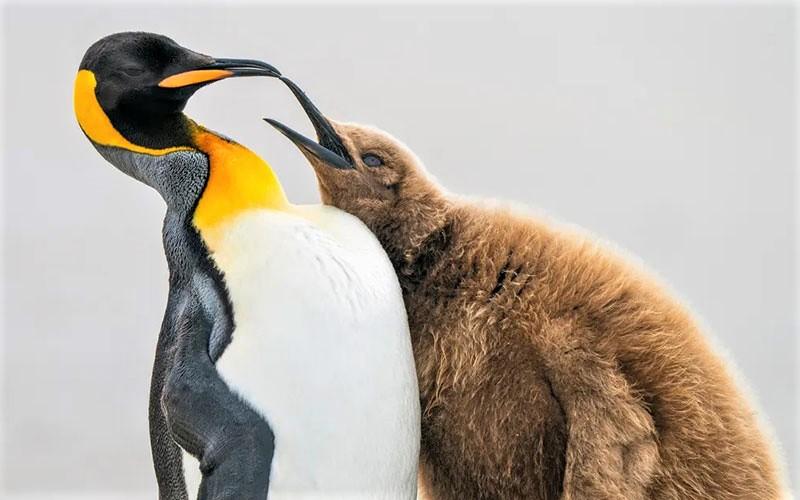 پنگوئن و فرزندش