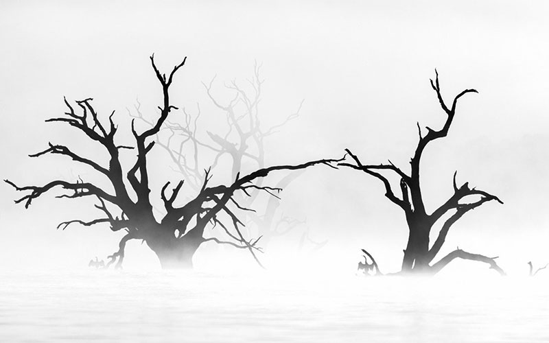 عکس سیاه و سفید از درختی در مه