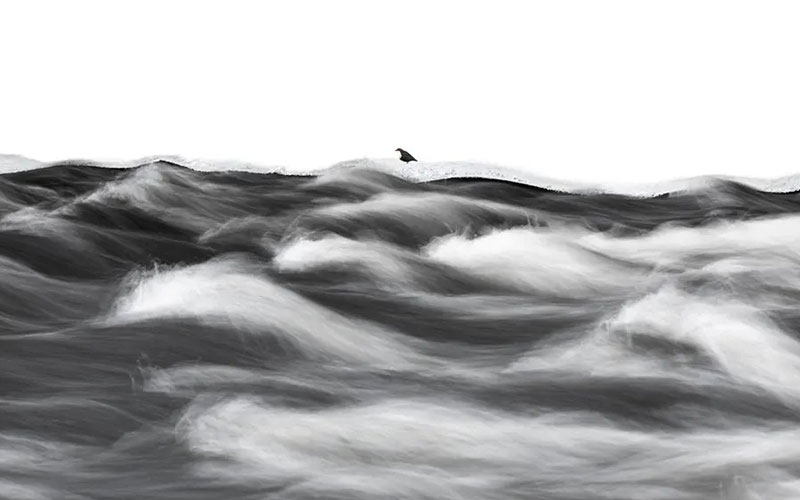 عکس سیاه و سفید از پرنده در دریای مواج