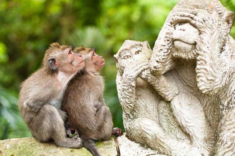  جنگل مقدس میمون‌ها (Sacred Monkey Forest)