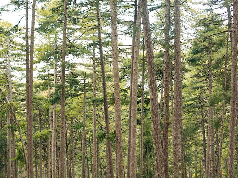 تنه درختان سبز در جنگلی پر درخت در اروپا