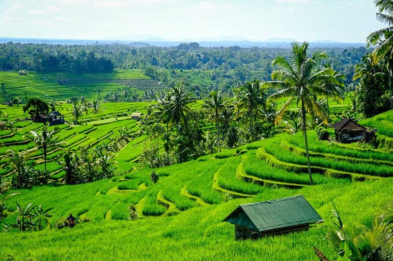 کلبه‌ای در مزارع سرسبز برنج در اندونزی