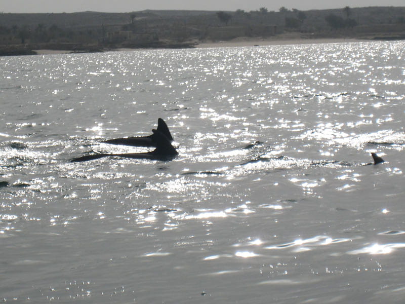 دلفین های جزیره هنگام در نمایی از جزیره هنگام، منبع عکس: ویکی مدیا، عکاس: البرز فلاح