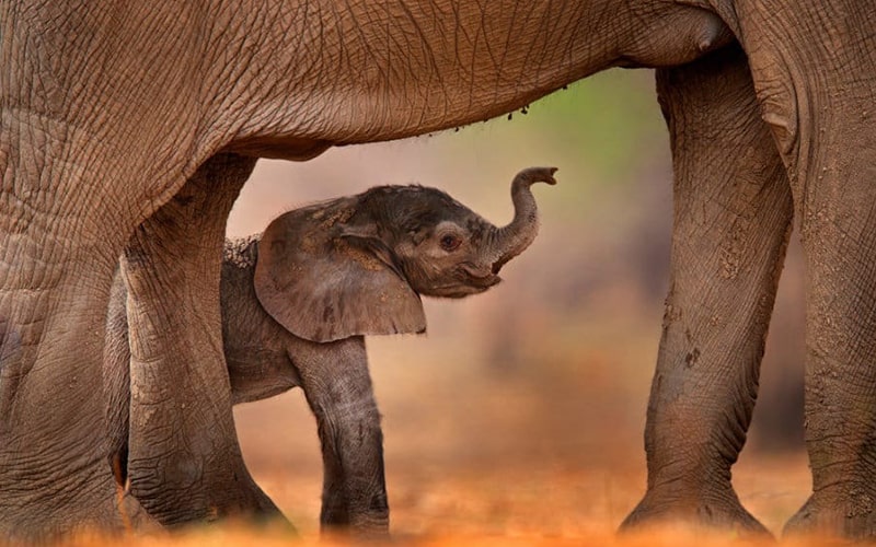 بچه فیل و مادرش