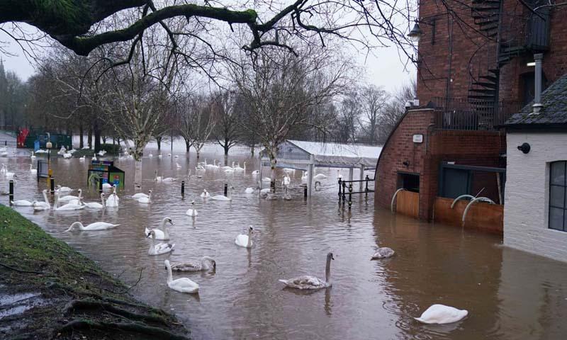 شنای قوها در رودخانه سورن در انگلستان بعد از هشدار طوفان