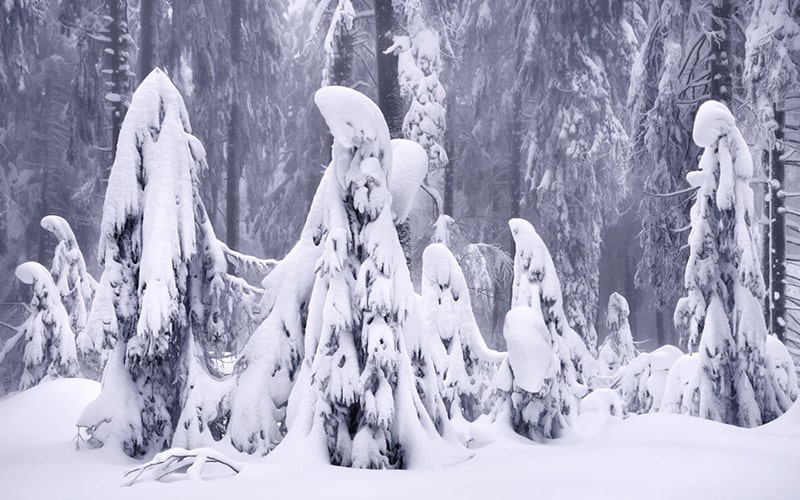 درختان جنگل در زیر برف سنگین