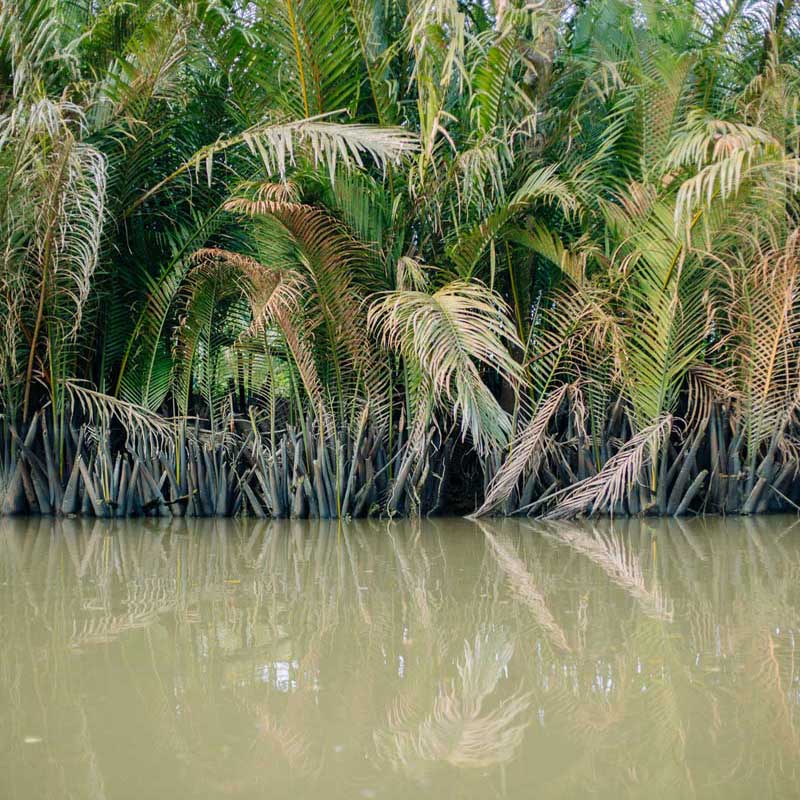 گیاهان سبز کنار آب در ویتنام 