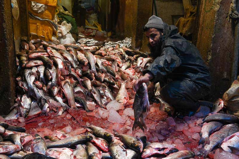 کارگری در یک بازار عمده فروشی ماهی در پیشاور پاکستان