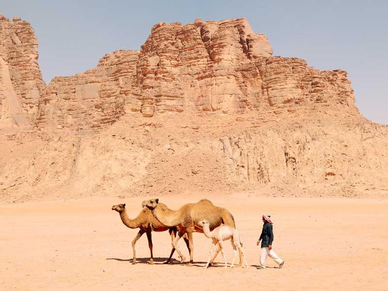 عبور ساربان و دو شتر در صحرای اردن