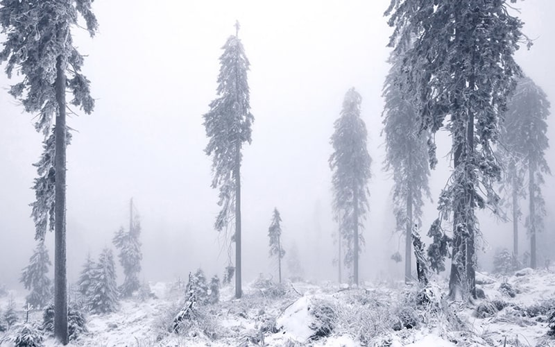 جنگل در مه و برف 