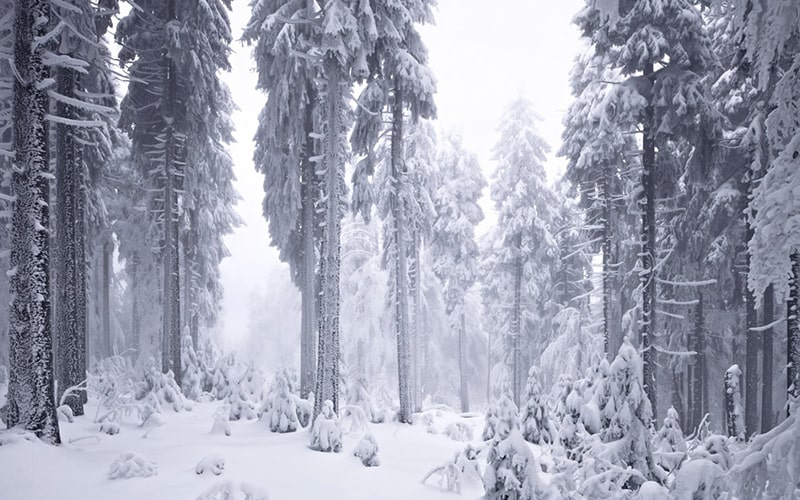 برف در جنگلی با درختان بلند