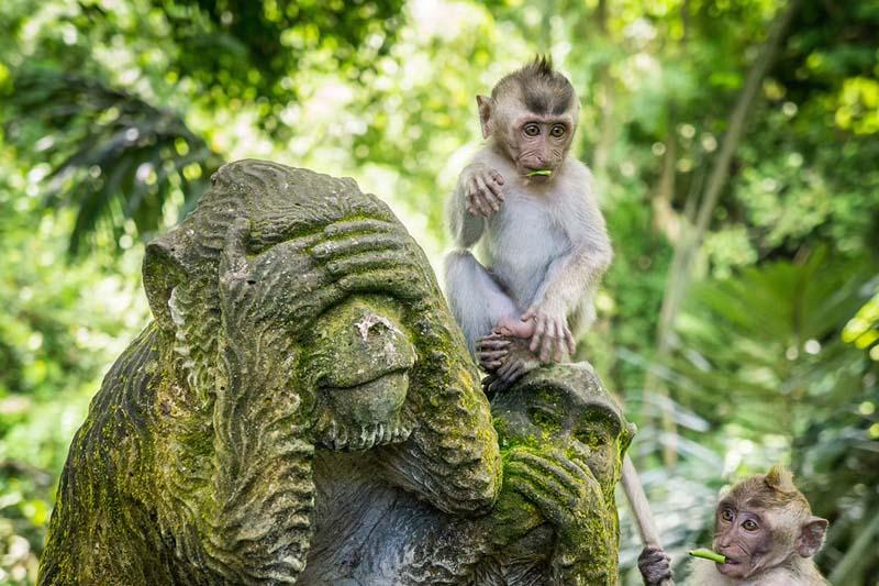 جنگل میمون های اوبود (Sacred Monkey Forest