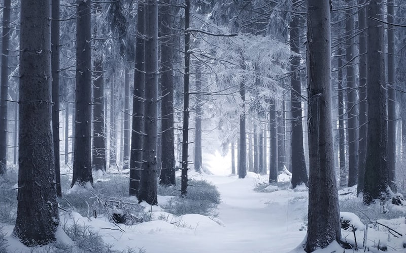 برف و سرما در جنگل