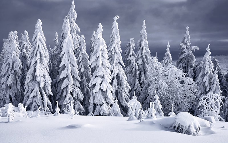 درختان جنگل زیر برف زمستانی