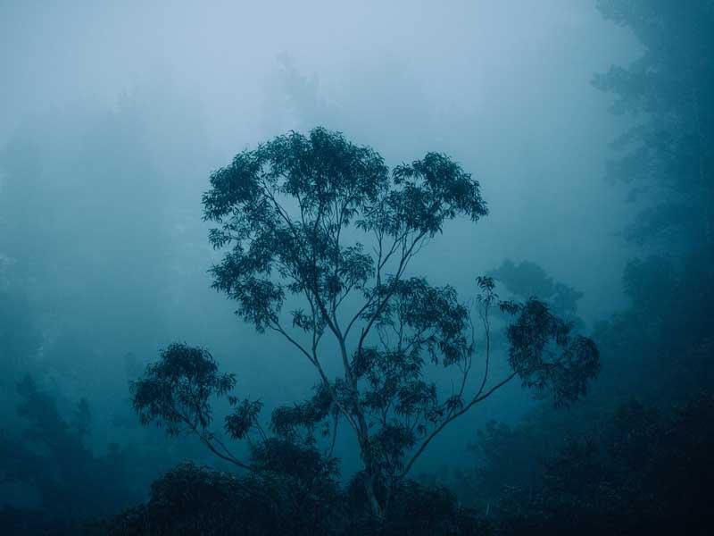 گیاهانی در مه و نور آبی