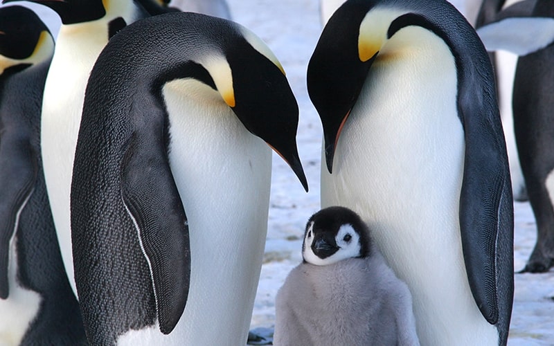 بچه پنگوئن با والدینش