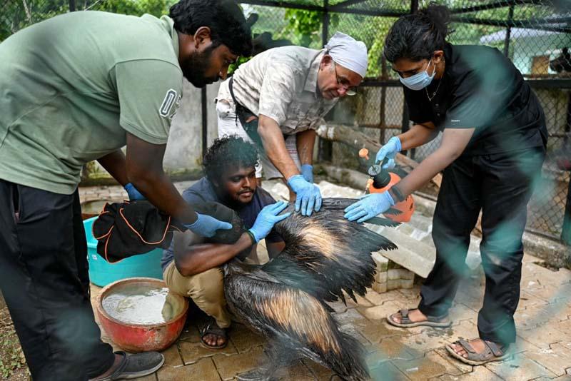 تمیز کردن بال‌های یک پلیکان در هند پس از نشت نفت