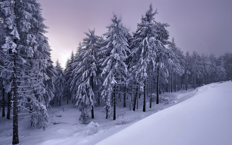 جنگل پوشیده از برف