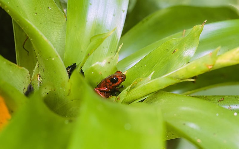 بچه قورباغه وسط گیاه سبزرنگ