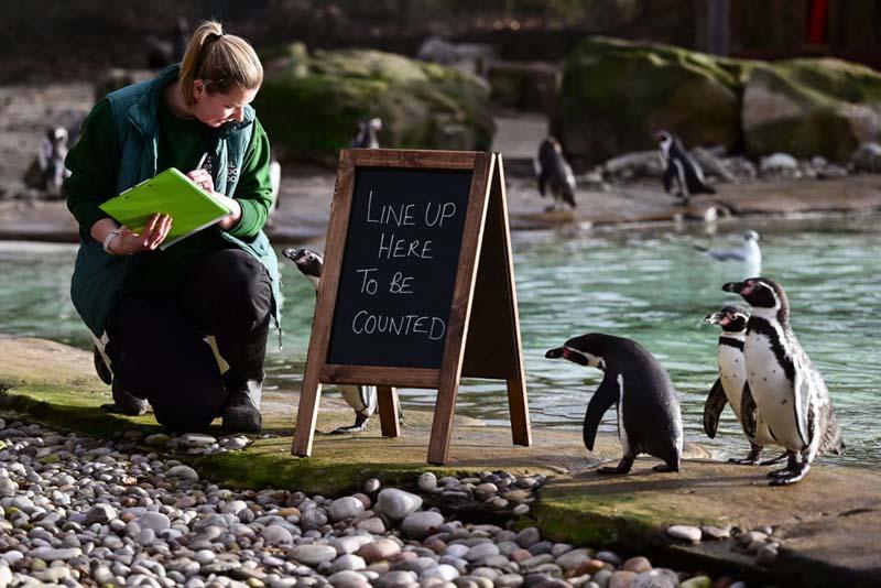 شمارش سالیانه پنگوئن‌ها در باغ‌وحش لندن