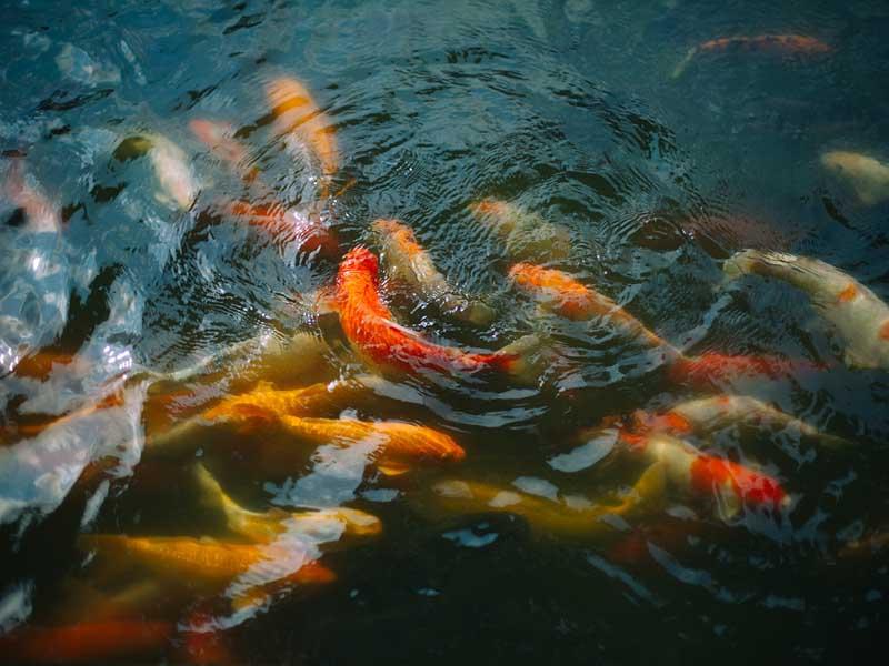 ماهی‌های قرمز بزرگ در آب‌های ویتنام