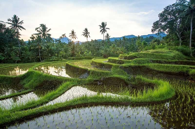 مزارع برنج در اندونزی