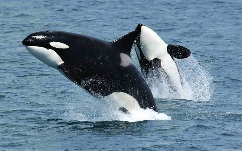 نهنگ قاتل با فرزندش