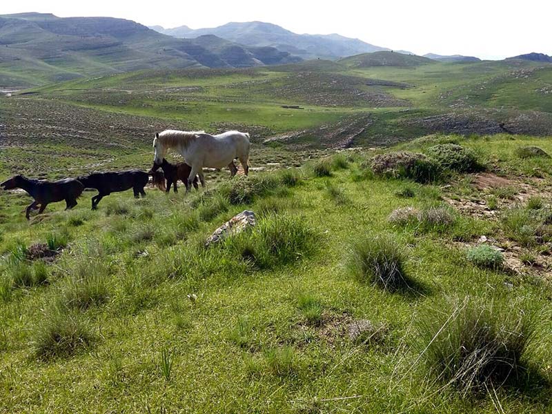 اسب‌های وحشی پارک ملی تندوره؛ منبع عکس: گوگل مپ؛ عکاس: حسین رهنما