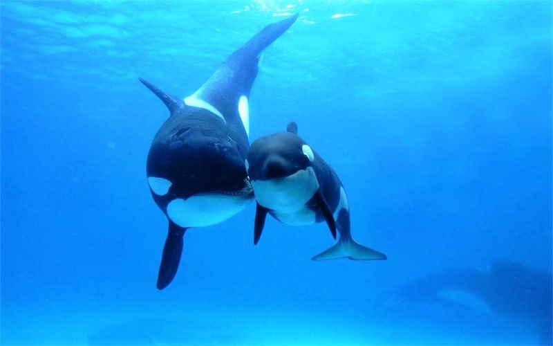 عکس از بچه نهنگ با مادرش