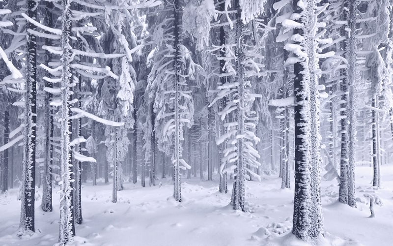 درختان جنگل در زمستان برفی
