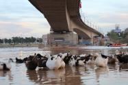 اردک ها در پای پل هفتم اهواز؛ منبع عکس: گوگل مپ؛ عکاس: محمدرضا عبدالملکی