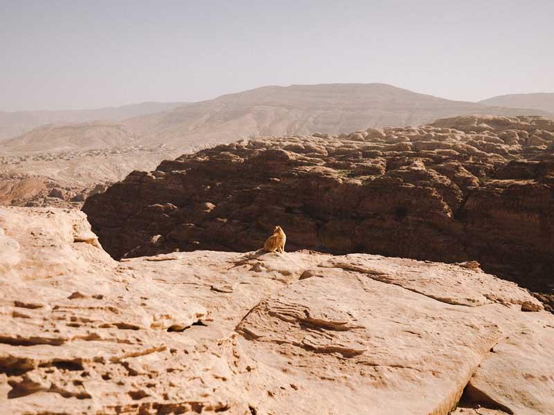 گربه وحشی بر لبه صخره‌ای در اردن