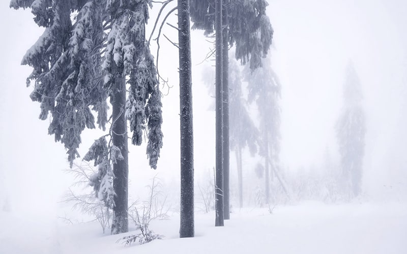 درختان در برف و مه