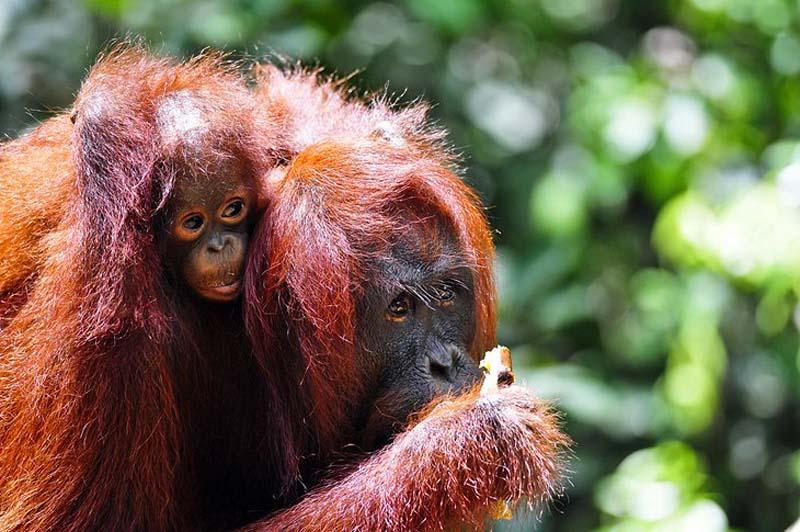 دو اورانگوتان در در جنگل‌های بارانی بورنئو