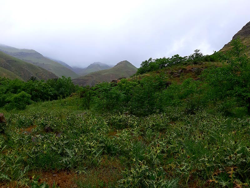 پوشش گیاهی پارک ملی تندوره؛ منبع عکس: گوگل مپ؛ عکاس: رضا ضارعی یم