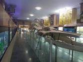 اسکلت نهنگ گوژپشت در موزه تاریخ طبیعی همدان؛ منبع عکس: گوگل مپ؛ عکاس: مرتضی مجتبی