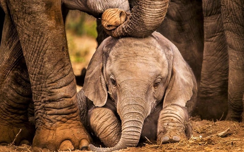بچه فیل در کنار فیل های بالغ