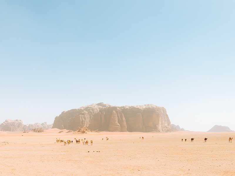 شترها در بیابانی در اردن
