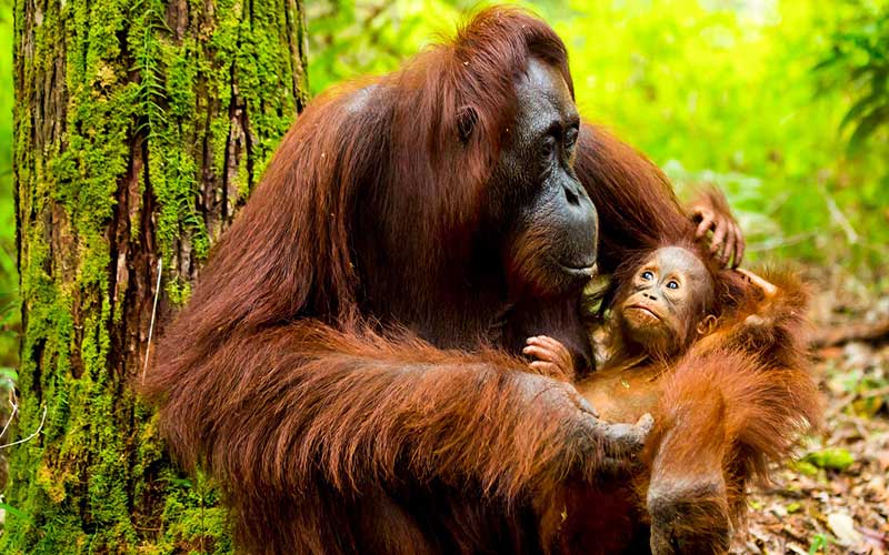 اورانگوتان‌ها در بورنئو (Orangutans of Borneo) اندونزی