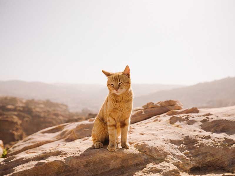 گربه‌ای روی صخره‌های بیابانی در اردن