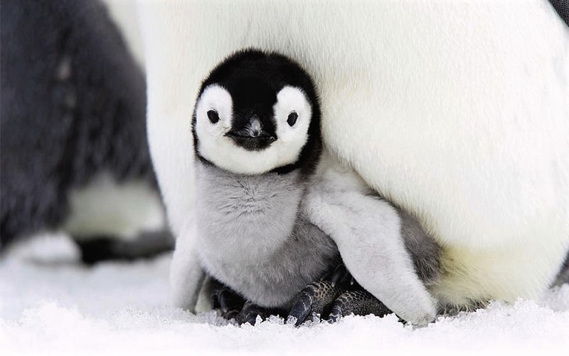 بچه پنگوئن امپراتور
