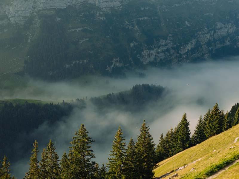 مه در جنگلی کوهستانی در اروپا