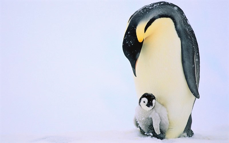 پنگوئن امپراتور با فرزندش
