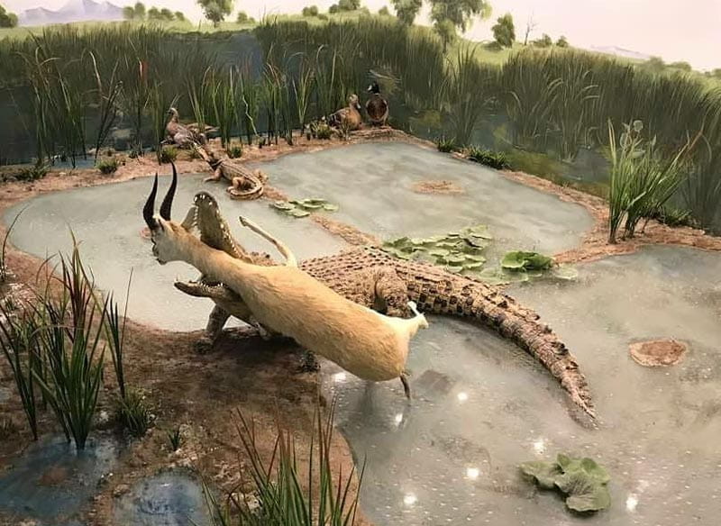 تصویری از شکار تمساح در موزه ژئوپارک قشم، منبع عکس: صفحه اینستاگرام qeshm.gardi، عکاس نامشخص