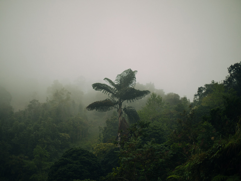 درختی در میان جنگلی سبز و مه آلود در ویتنام